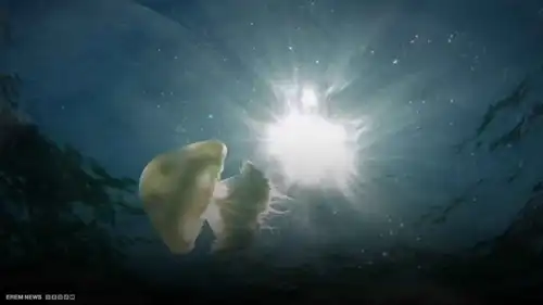 غزو قناديل البحر يشلّ أكبر محطة نووية في فرنسا