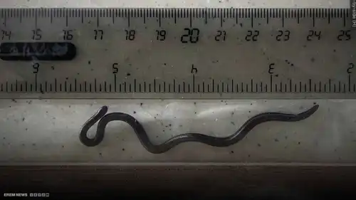 بعد اختفائها لعقدين..أصغر أفعى في العالم تظهر مجددًا