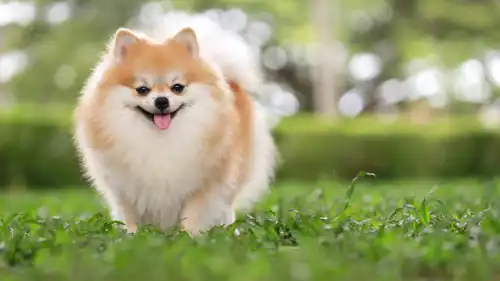 كلب من فصيلة بوميرانيان