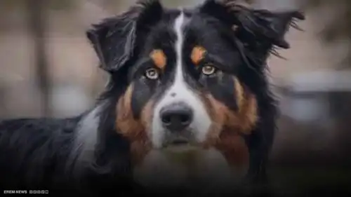 كلب الراعي الاسترالي