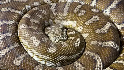 أفعى بايثون