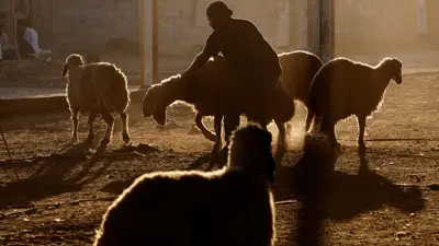 مزرعة مواشي 