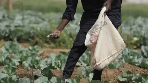 مزارع يضع السماد على الملفوف في مزرعة في نيجيريا