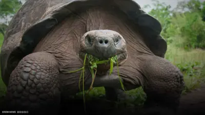 سلحفاة عملاقة تنجب لأول مرة في عمر 100 عام