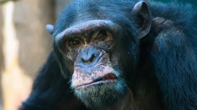 قرد الشمبانزي