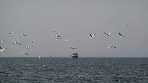 سفينة قرب مضيق هرمز