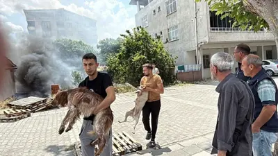 إنقاذ الكلاب من الحريق