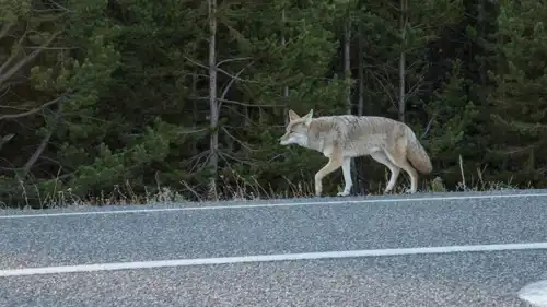 ذئب على الطريق