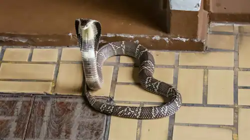 أفعى الكوبرا السوداء