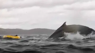 لحظة قذف الحوت للمغامر بعد ابتلاعه