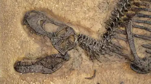  أحفورة تي ريكس