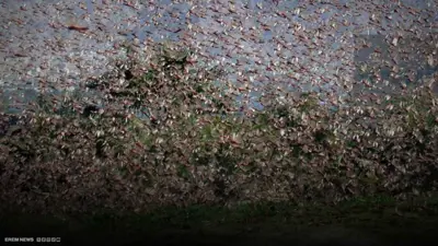 أسراب الجراد