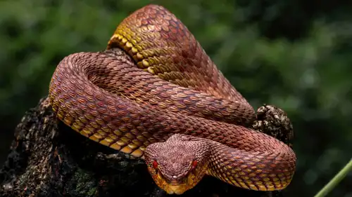 أفعى المانغروف