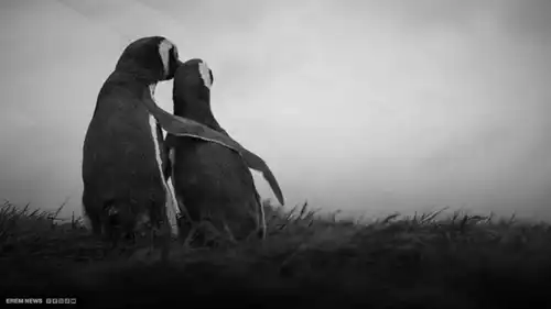 "دبلوماسية كرتونية".. كيف توددت سول إلى كيم جونغ أون بـ"بطريق"؟