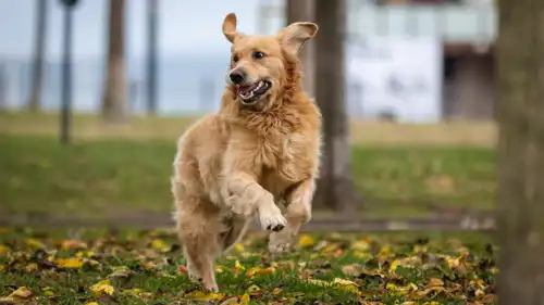 كلبة من فصيلة غولدن ريتريفر
