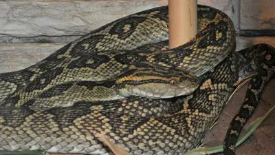 ثعبان الهابو