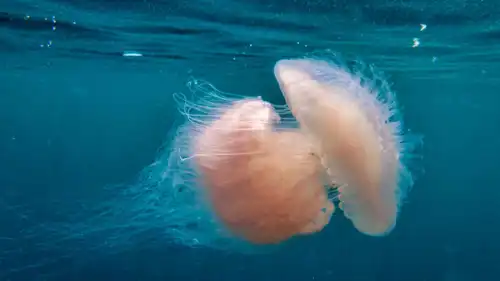 قنديل البحر الوردي