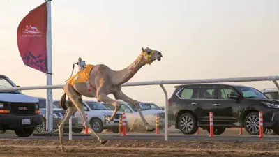 من سباقات الهجن في السعودية