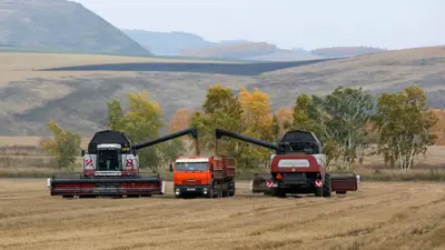 حصاد القمح في منطقة كراسنويارسك روسيا
