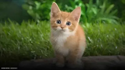 قط أشقر يمنح امرأة روسية 21 مليون روبل.. ما القصة؟