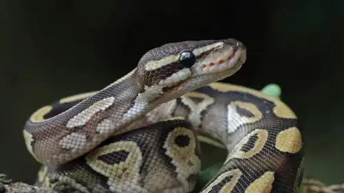 ثعبان بايثون