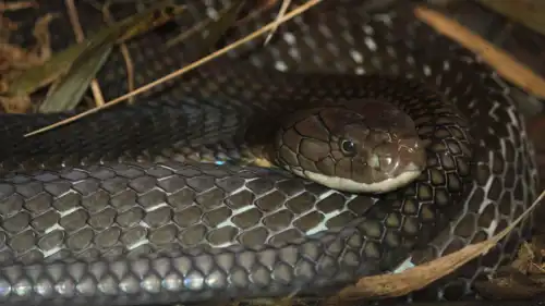 أفعى الكوبرا الملكية