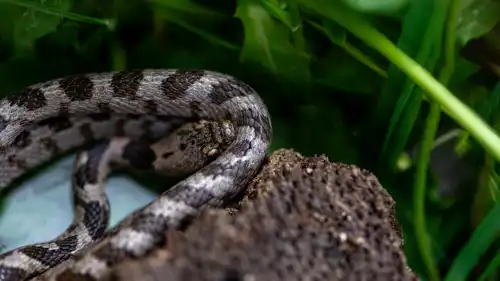 ثعبان الرباط الشرقية