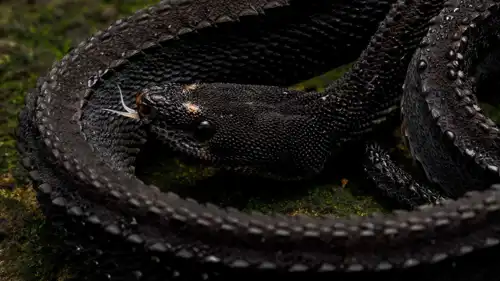 الثعبان التنين Xenodermus javanicus