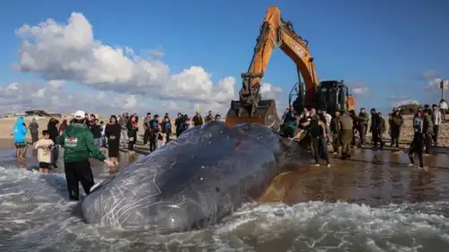 نفوق حوت عنبر على شاطئ زيكيم قرب حدود قطاع غزة