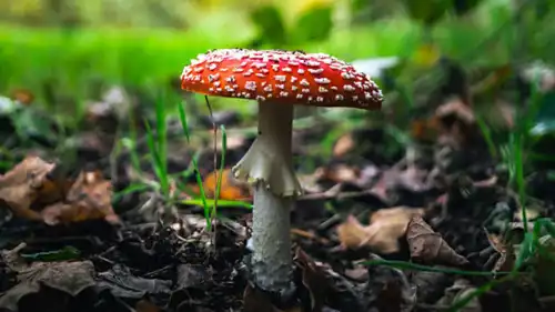 فطر "عيش الغراب المسطح"