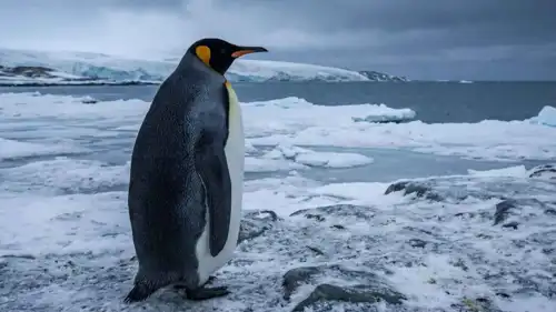 قصة البطريق الوحيد أصبحت "ترندا عالميا"