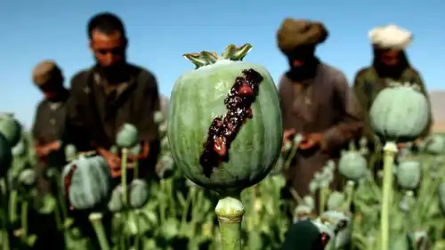 زراعة الأفيون في بلوشستان