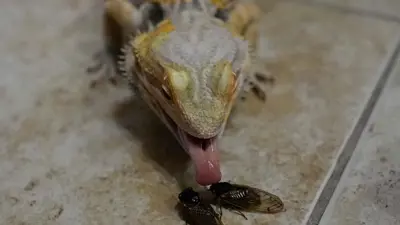 نوع من أنواع الزواحف