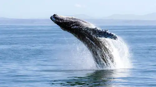 الحوب الأحدب