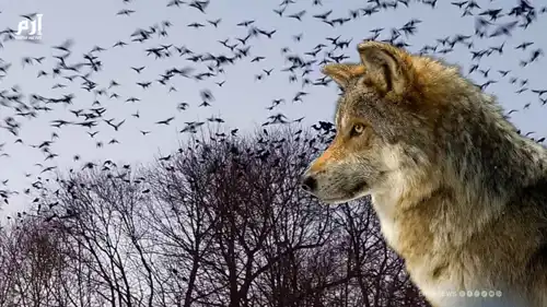 حيوانات تجتاح إسرائيل