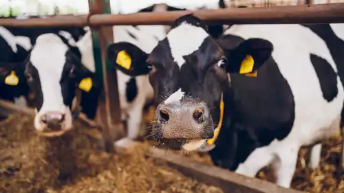 أبقار في مزرعة ألبان