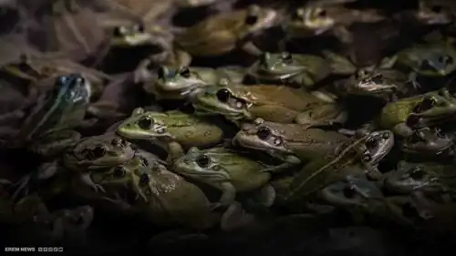 لإنهاء آلام ظهرها.. عجوز تواجه الموت بعد ابتلاع 8 ضفادع حيّة