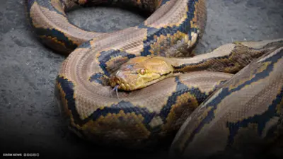 ثعبان يسحق مزارعا بإندونيسيا 