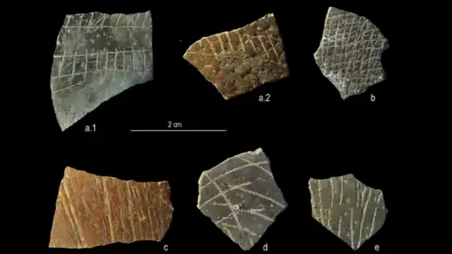 القشورة المكتشفة