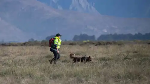كلب في مهمة بحث عن سلاحف هندسية 