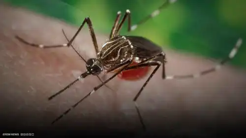  يهتك المفاصل.. ماذا نعرف عن فيروس "شيكونغونيا" الذي يهدد العالم؟